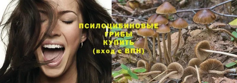 Галлюциногенные грибы Psilocybe  Заволжье 